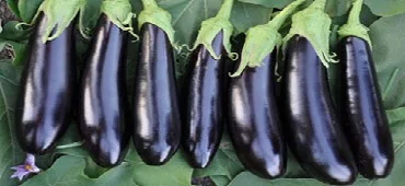 قیمت بادمجان شمال با کیفیت ارزان + خرید عمده